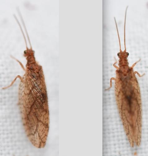 Micromus angulatus